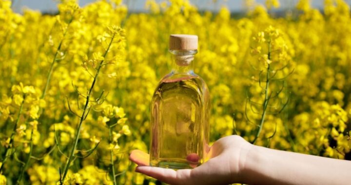 Чем полезно рыжиковое масло? Врач перечислила лечебные свойства, доказанные наукой