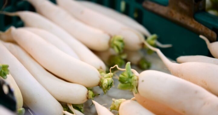 Дайкон — «японская редька» для здоровья сердца и печени: врач рассказала о пользе овоща
