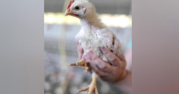 Курица высокого полета: почему фермерские бройлеры оказались вне закона