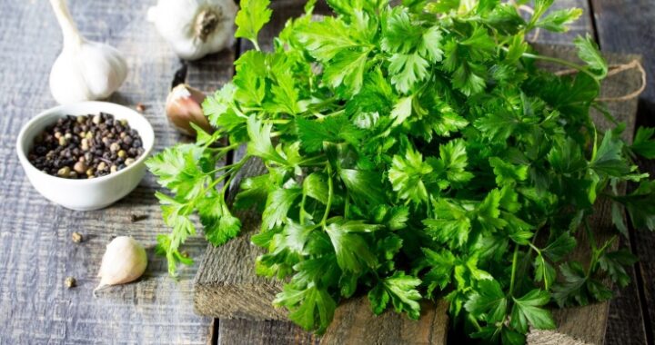 Чем полезна петрушка? Врач перечислил её лечебные свойства