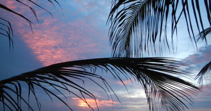 Новогодняя ночь под пальмой подешевела: хозяева отелей раскрыли причину